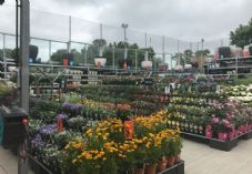 Bunnings MK Garden & Seasonal