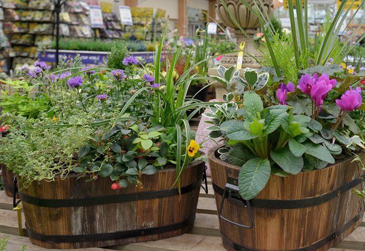 GCA only Garden centre in autumn