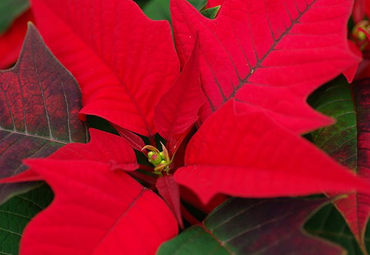 GCA Houseplant November 2021