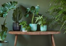 Dobbies - podcast new year, new plants