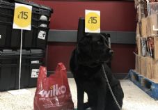 wilko pet friendly 1 725