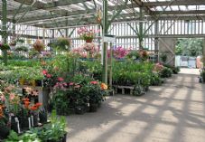 Garden centre flowers and soil shutterstock_53279059