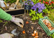Planting gardening shutterstock_497726008