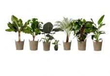 Sproutl Kew