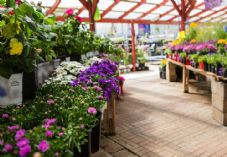 Garden Centre Image - Shutterstock 725 x 500