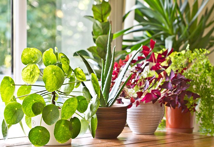Houseplants plants shutterstock_702955297