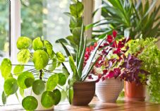 Houseplants plants shutterstock_702955297