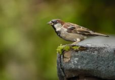 The House Sparrow