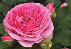 Dobbies rose Grow How session