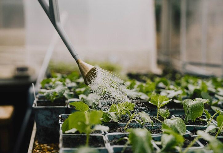 JLP watering plants net zero