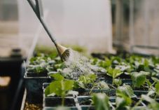 JLP watering plants net zero