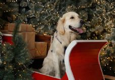 Dobbies Christmas C Stewart Attwood 2