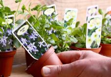 Garden centre plants shutterstock_287319416 725 x 500