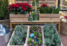 Ana del Castillo Christmas garden centre iStock 1382507584