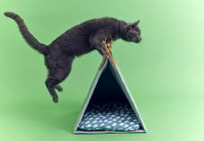 IKEA pet cat jumping