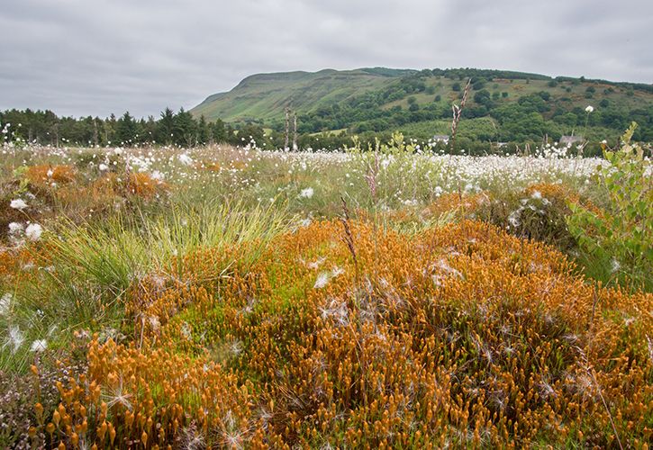Portmoak Moss Summer Habitat Paul Glendell WTML