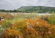 Portmoak Moss Summer Habitat Paul Glendell WTML