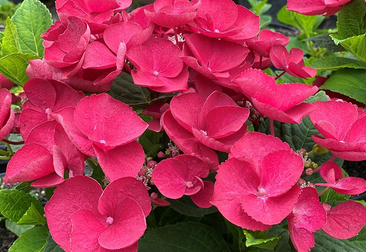 Wyevale Nursery Hydrangea macrophylla Cherry Explosion