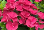 Wyevale Nursery Hydrangea macrophylla Cherry Explosion