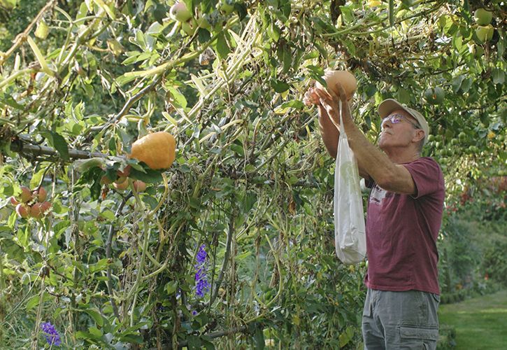 Democracy - Steve Mills - Overall Plot of the Year winner and Best Garden Plot winner