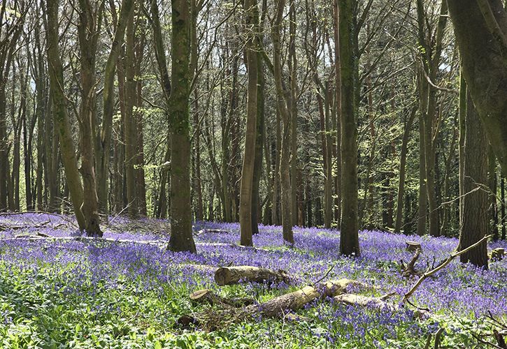 Screwfix - Woodland Trust - Kingsettle Wood