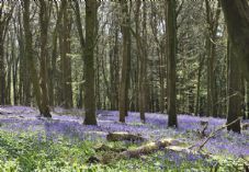 Screwfix - Woodland Trust - Kingsettle Wood