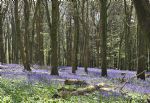 Screwfix - Woodland Trust - Kingsettle Wood