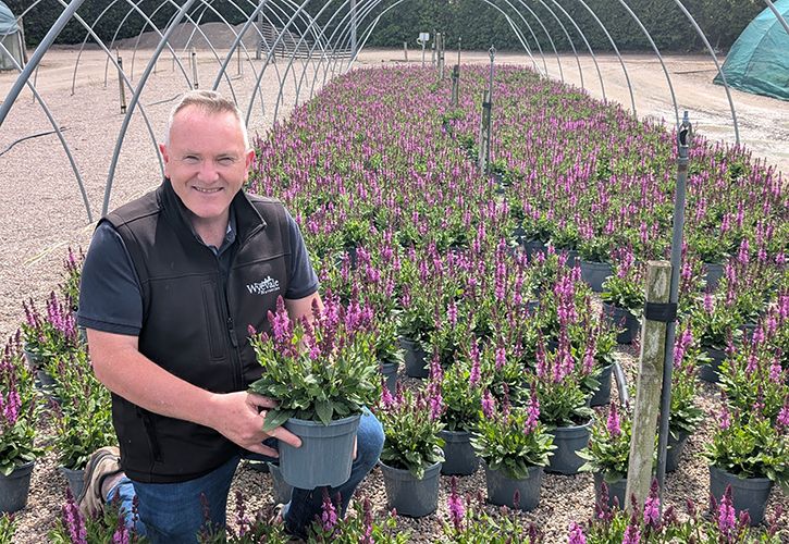 Colin Stanley, Garden Centre Sales Manager at Wyevale Nurseries, with Salvia Rose Marvel
