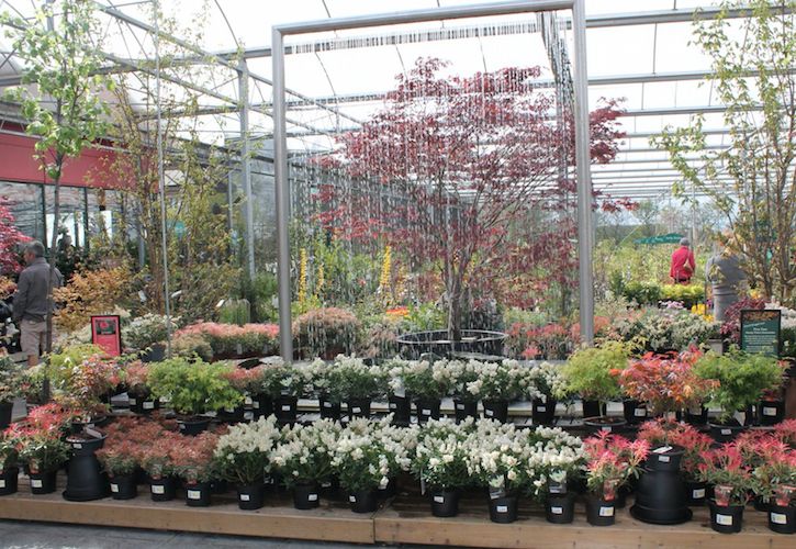 Outdoor Plants 2