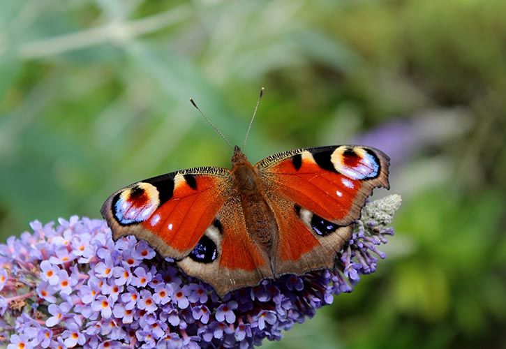 Peacock butterfly 725 x 500