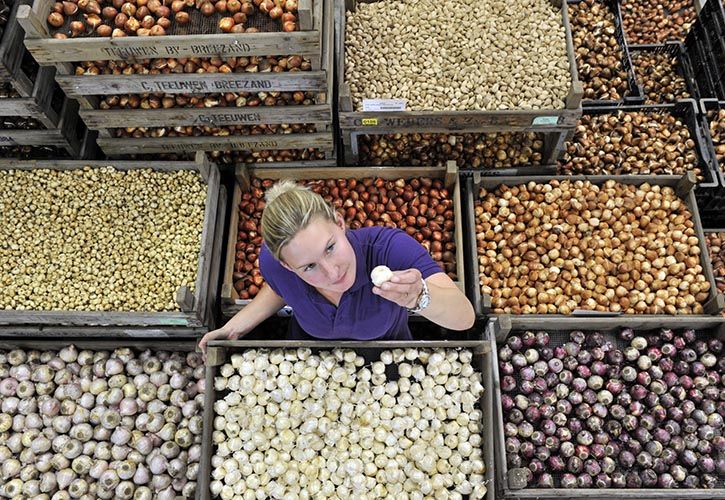 Claire Laker - bulbs - Wyevale 725 x 500