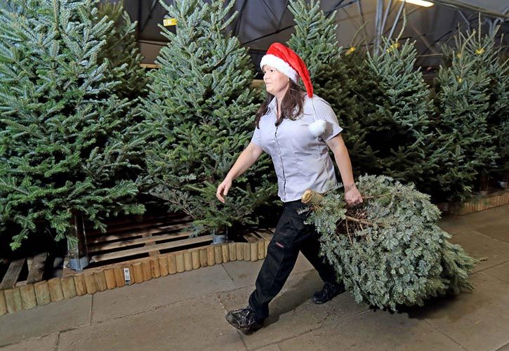 thumbnail_REAL CHRISTMAS TREE RUSH - WYEVALE GARDEN CENTRES - STAFF SHOT