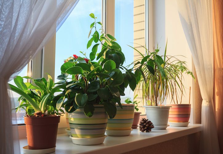 House Plants