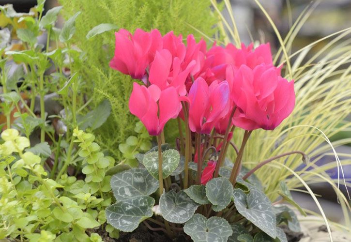 thumbnail_Outdoor plants 725 x 500.jpg