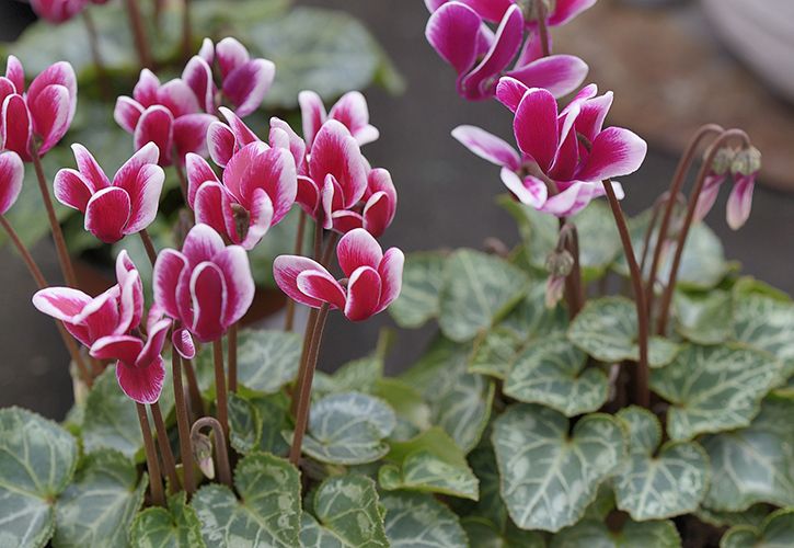 GCA Houseplants 2 725 x 500.jpg
