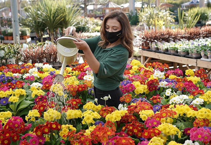 Dobbies sales assistant watering flowers