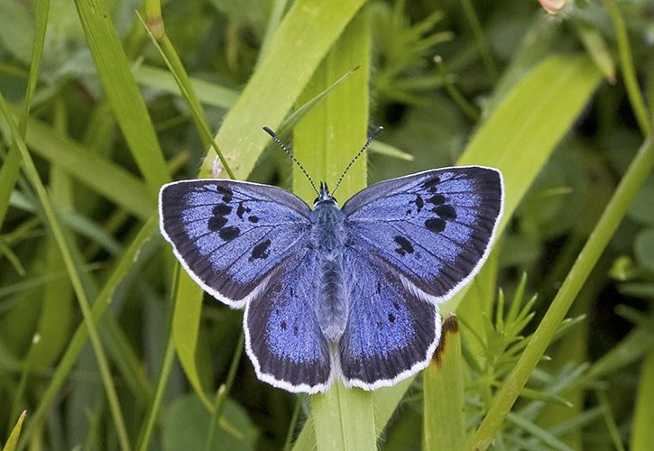 Dobbies Butterfly Partnership Large Blue_Credit Keith Warmington (1)