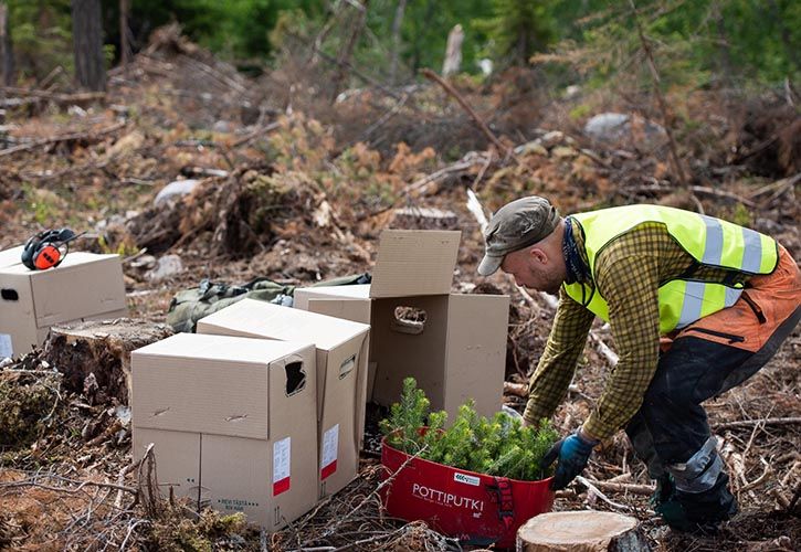 Metsa Group tree planting