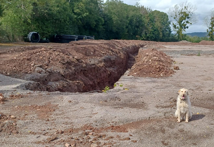 /live/news/wysiwyg/725 Pic 1 Nora the dog - Production Director Steve Reed Wyevale Nurseries Reservoir.jpg