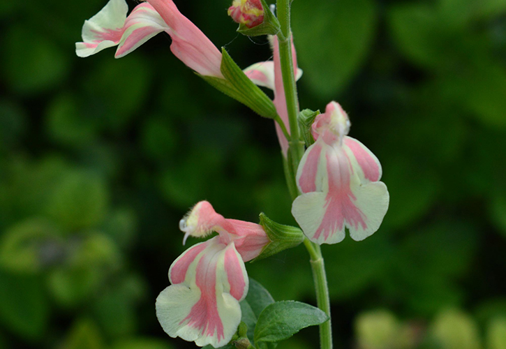 /live/news/wysiwyg/Pic 3 Salvia Belle de Loire Wyevale Nurseries new 2026 Retailer Catalogue.jpg