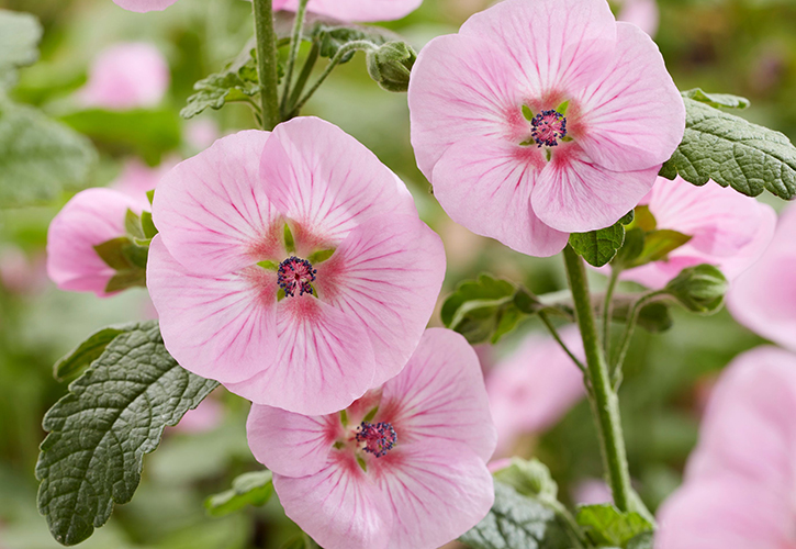 /live/news/wysiwyg/Pic 5 Anisodontea Carnival Lights Cotton Candy Pink Wyevale Nurseries 2026 Retailer Catalogue.jpg