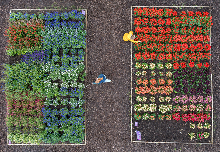 /live/news/wysiwyg/RHS Garden Hyde Hall Floral Fantasia Garden.jpg