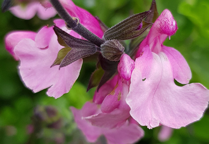 /live/news/wysiwyg/Salvia gregii Cuello Pink.jpg