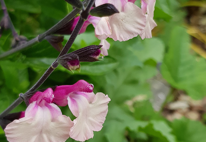 /live/news/wysiwyg/Salvia gregii Cuello White.jpg