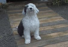 Dulux old English sheepdog