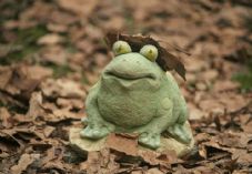 B&Q frog - 725 x 500