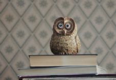 B&Q owl 725 x 500