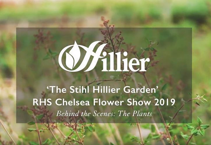 Hillier Chelsea behind the scenes 725 x 500.jpg
